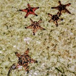 Never seen these types of star fish until we arrived in Indo