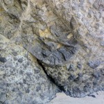 Fossils in the cliff side