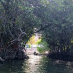 I call this the hobbit hole...a mad made entrance into the mangroves leading to one of the fishing villages