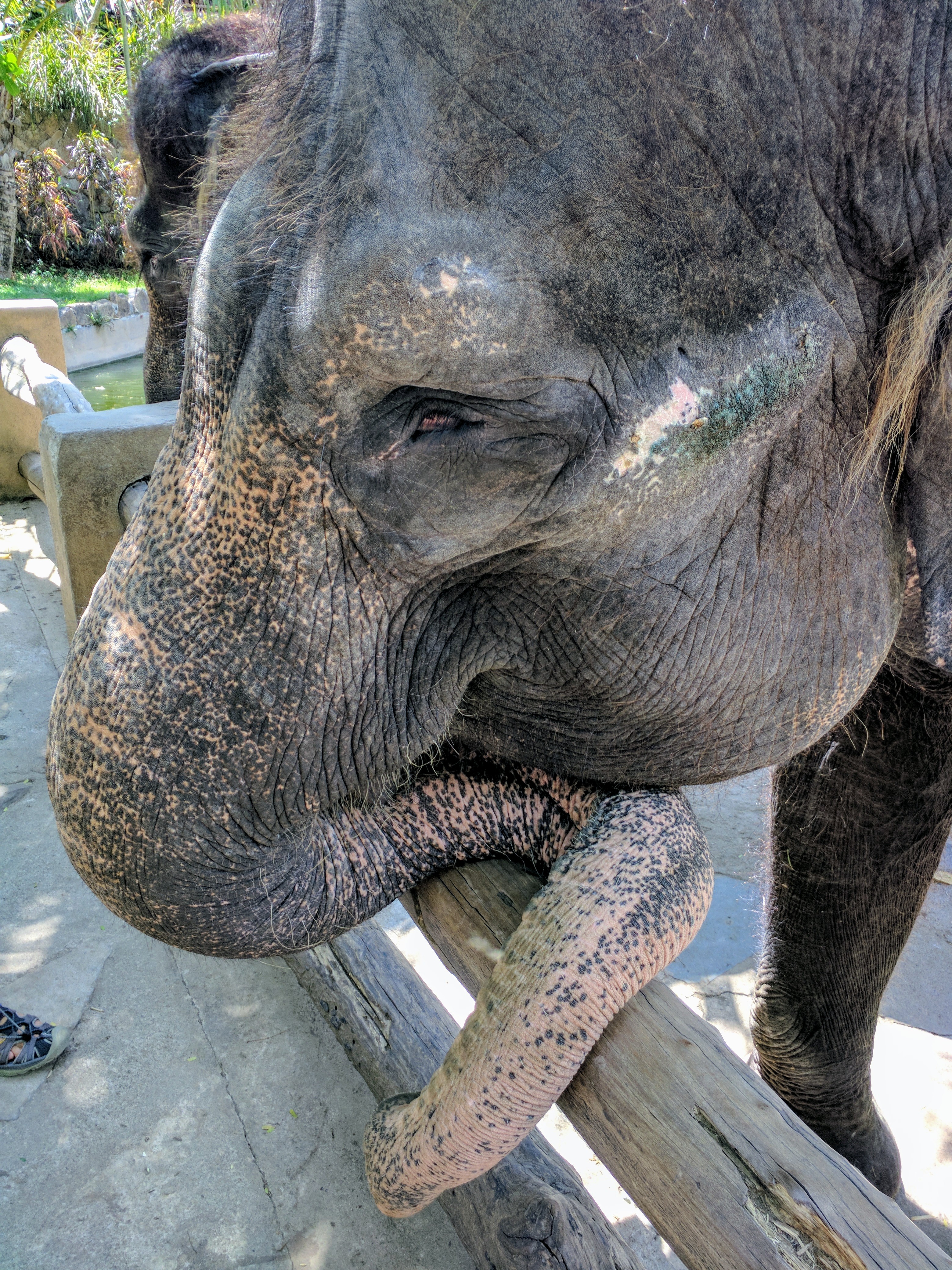 LOMBOK ELEPHANT PARK & SANCTUARY